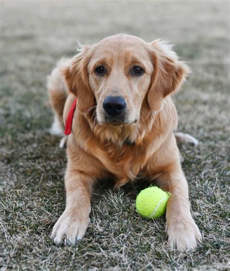 What It Means to Be a Golden Retriever Boyfriend